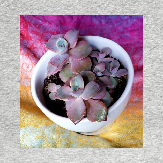 Red edged succulent on a colourful background by Kim-Pratt